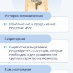 как помочь желудку переварить пищу